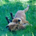 Garden Fox Watch: Synchronised rolling