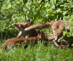 Garden Fox Watch: HUGE MOUTH