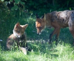 Garden Fox Watch: Inspection