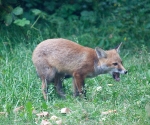 Garden Fox Watch: I iz FIERCE.
