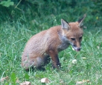 Garden Fox Watch: I nose that's tasty