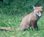 Garden Fox Watch: I think he likes the food