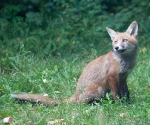 Garden Fox Watch: A contemplative moment