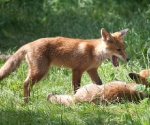 Garden Fox Watch: I\'m not finished with you yet!