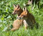 Garden Fox Watch: Two generations