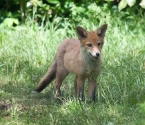 Garden Fox Watch: Concentration