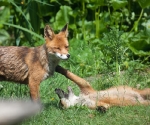 Garden Fox Watch: Hello, Mum?