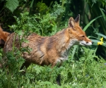 Garden Fox Watch: A moment of peace