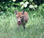 Garden Fox Watch: Mmm, ball