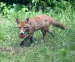 Garden Fox Watch: Does this count as rugby?