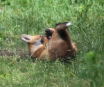 Garden Fox Watch: Play!