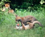 Garden Fox Watch: Mine!