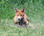 Garden Fox Watch: This is my hole