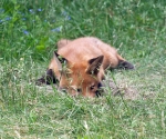 Garden Fox Watch: Is this the way to the centre?