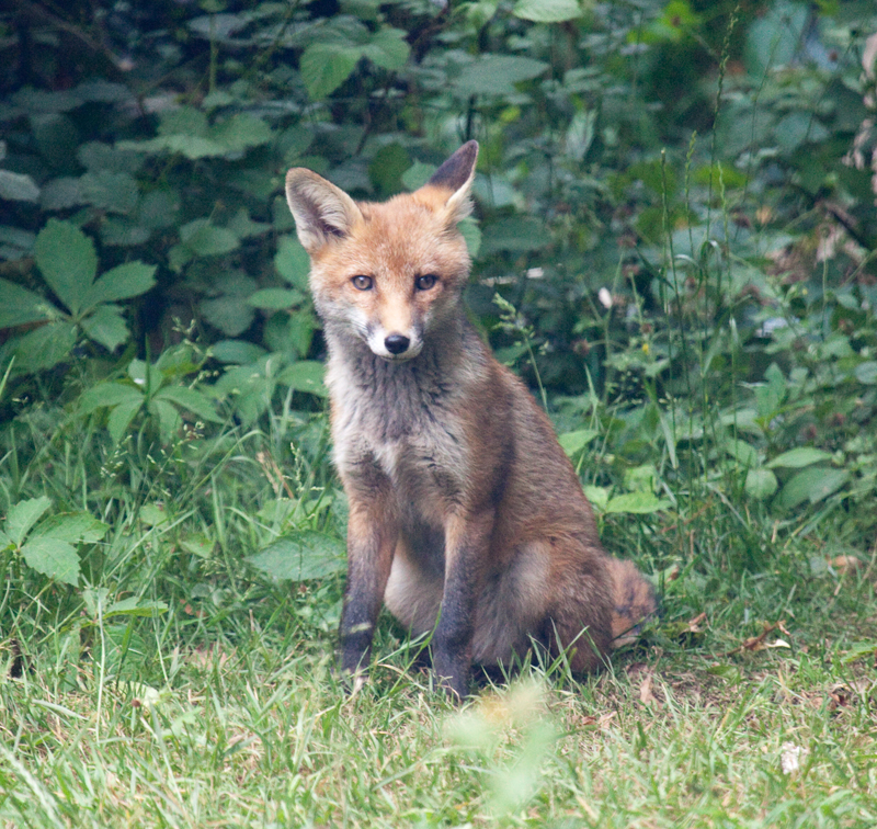 Garden Fox Watch: A quirk of an ear