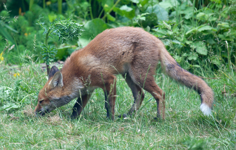 Garden Fox Watch: Investigation