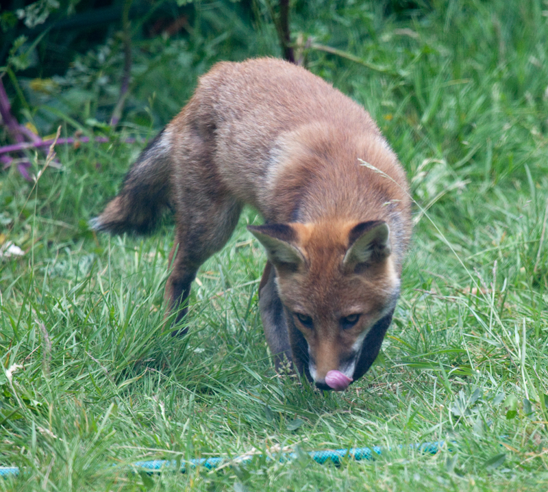 Garden Fox Watch: Was that a tasty hose?