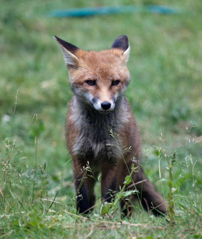 Garden Fox Watch: Ears