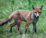 Garden Fox Watch: Considering