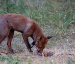 Garden Fox Watch: Checking the cache
