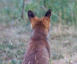 Garden Fox Watch: The ears