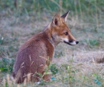 Garden Fox Watch: Profile