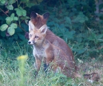 Garden Fox Watch: Back to back against the world