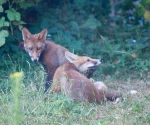 Garden Fox Watch: 