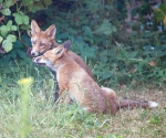 Garden Fox Watch: Going head to head