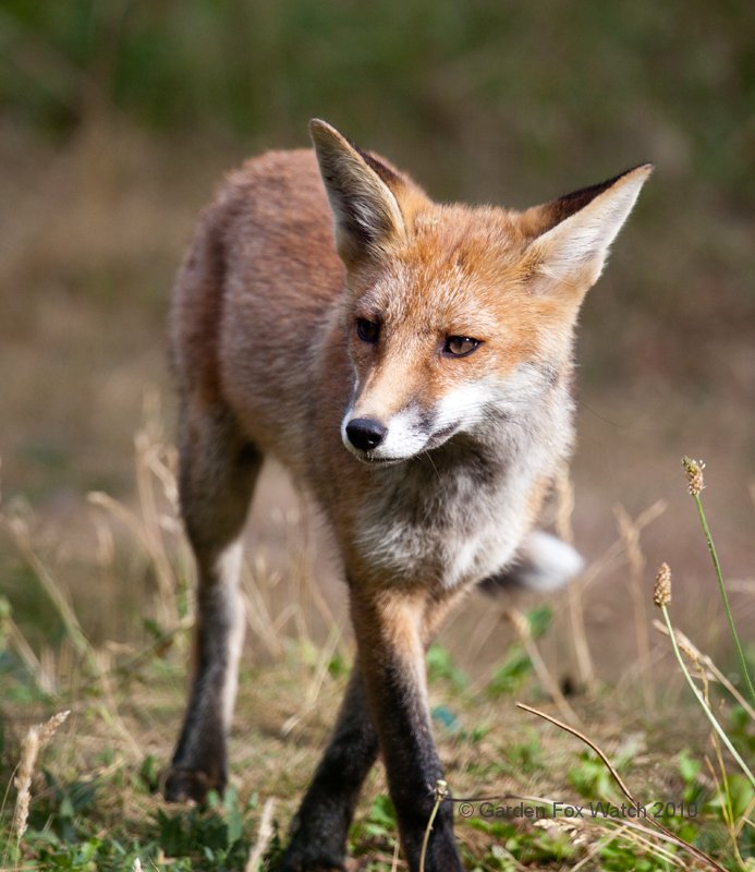 Garden Fox Watch: The foxtrot