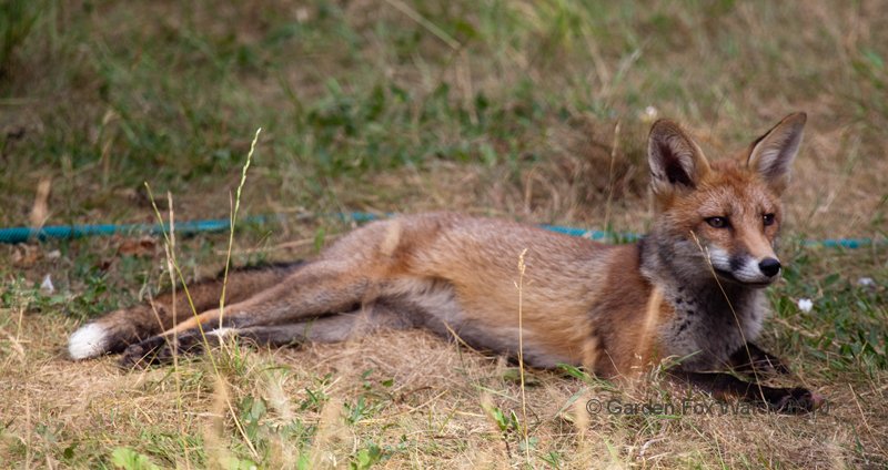 Garden Fox Watch: Taking the sun