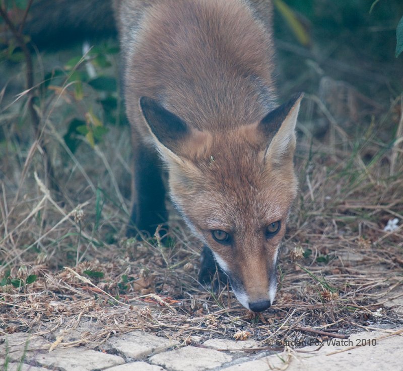 Garden Fox Watch: Closer