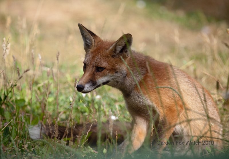 Garden Fox Watch: Dappled