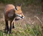 Garden Fox Watch: Grass