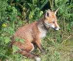 Garden Fox Watch: Among the weeds