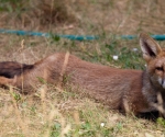 Garden Fox Watch: Flat