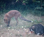 Garden Fox Watch: An unexpected guest for dinner