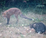 Garden Fox Watch: Are you sure you don\'t mind?