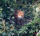 Garden Fox Watch: View from a shed
