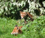 Garden Fox Watch: Sunning themselves