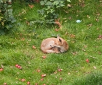 Garden Fox Watch: The interloper