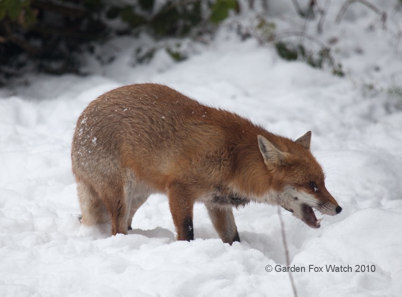Garden Fox Watch: Fox in the snow