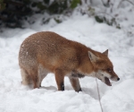Garden Fox Watch: Fox in the snow