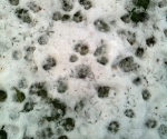 Garden Fox Watch: Footprints in the snow