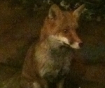 Garden Fox Watch - Ears looks hopeful
