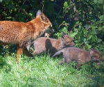 Garden Fox Watch: Let's investigate...