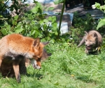 Garden Fox Watch: Long-suffering Mum