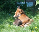 Garden Fox Watch: Feeding time