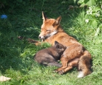 Garden Fox Watch: But somehow it is relaxing 