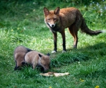 Garden Fox Watch: Bread investigation